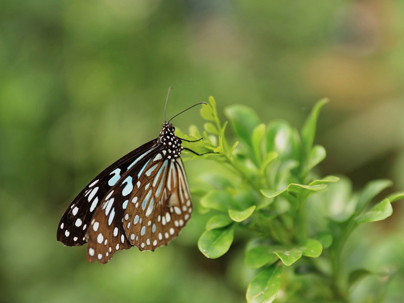 佳能m6如何使用?